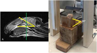 A Magnetic Resonance-Relaxometry-Based Technique to Identify Blood Products in Brain Parenchyma: An Experimental Study on a Rabbit Model